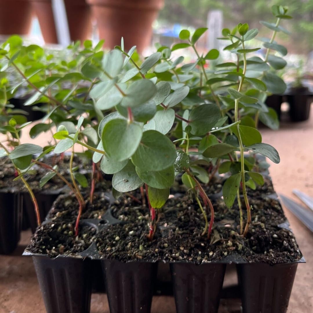 Set of 3 Baby Blue Eucalyptus Trees Live Plants Bushes for Containers and Landscapes, Easy-Care, Starter Size, 3.5 to 6 Inc Tall, No Pot, Fragrant, Cold Hardy
