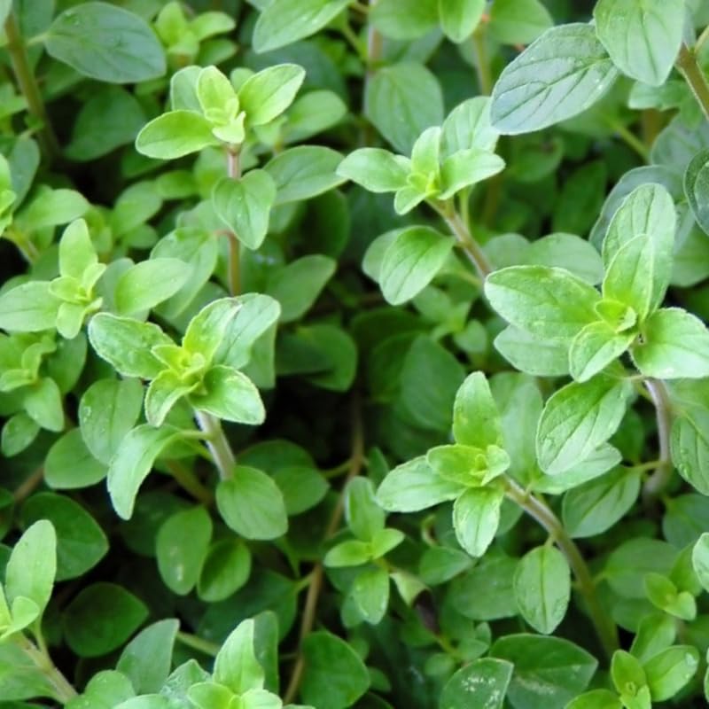 Set of 3 Greek Oregano Plants Live, 4-6 Inches Tall, Mint Plants Live, Culinary Herb for Planting Indoor or Outdoor