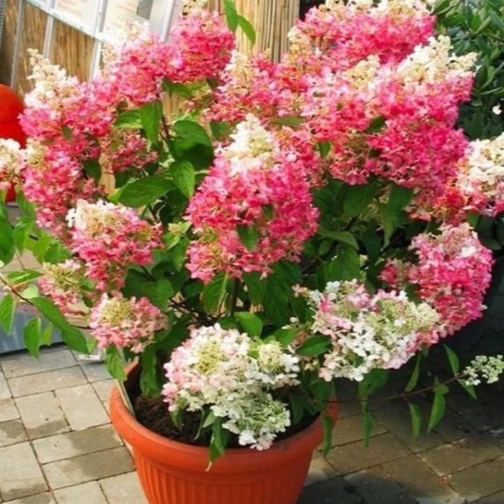 Hydrangea Live Plant, 6-12 Inch Tall, Hardy Flowering Shrub in 2.5" Pot, Outdoor Garden Hydrangea Bush (Pink Hydrangea)