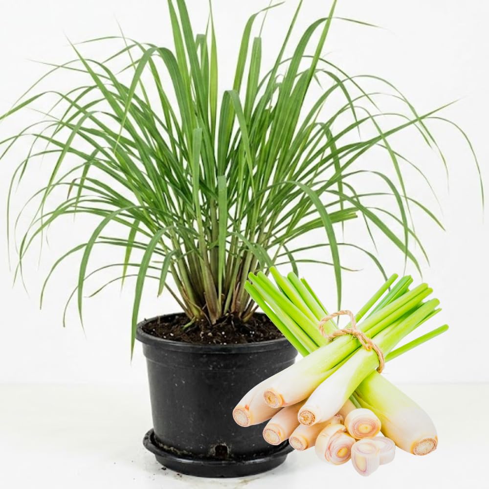 Set 5 Lemongrass Plant Live in 1 Gal Pot, Lemon Grass Fast Growing, Fragrant Herb Shrub for Indoor Outdoor Planting