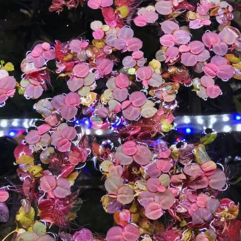 30 Red Root Floater Plants Live, Aquatic Plant Outdoor Indoor