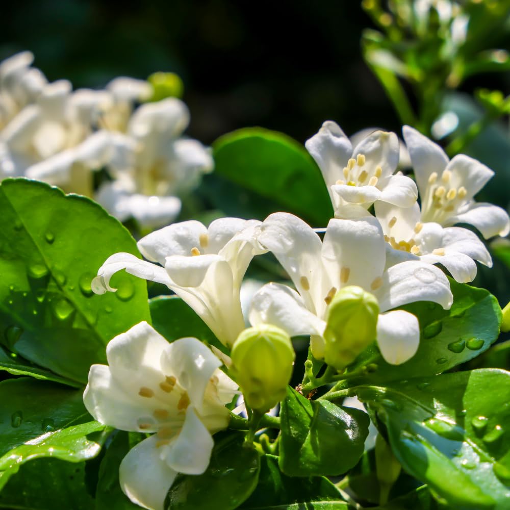 Orange Jasmine Plant Live, Fragrant Jasmine Flower Shrub Plant 3 Feet Tall, No Ship to CA