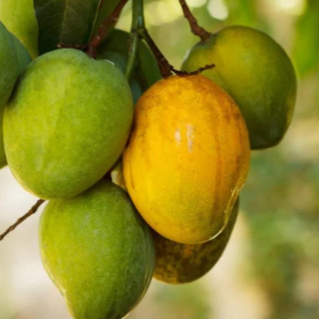 Mango Tree Live Plant, Sweet Mango Plant, Tropical Fruit Tree in 3 Gallon Pot for Outdoor Planting (Tart Sweet Mango)