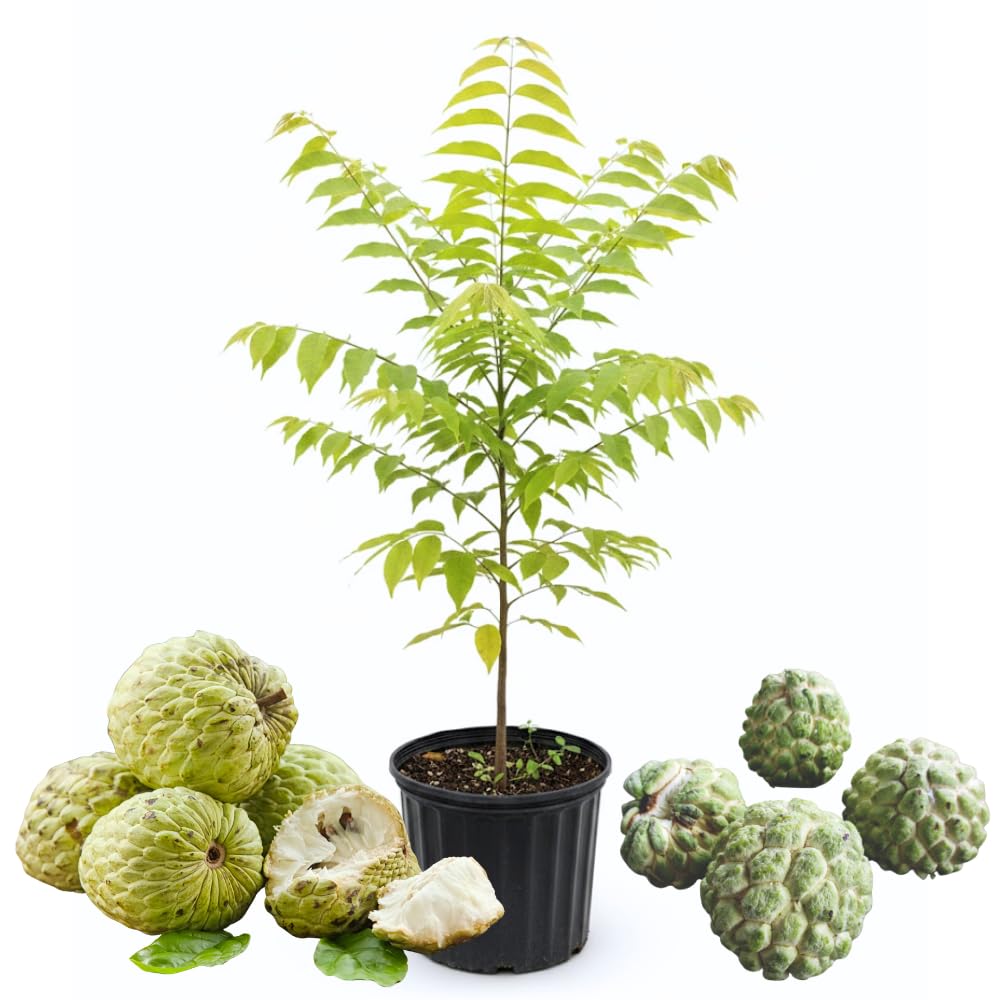 Sugar Apple Plant Live for Planting 2-3 Feet Tall, 3 Gallon Pot, Annona Squamosa Sugar Apple Tree Live Plant, No Ship to CA