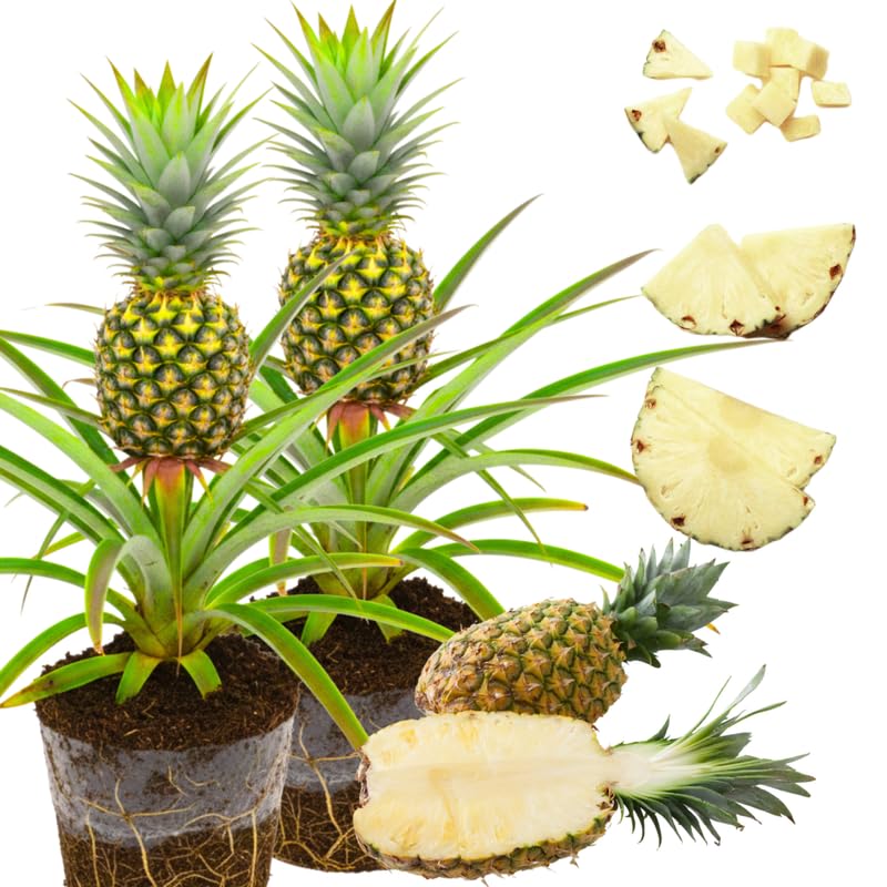 Pack 2 White Jade Pineapple Plants Live, Tropical Fruit for Spring Plant, Well-Rooted 4 to 8 Inch Tall for Planting Outdoor Full Sun
