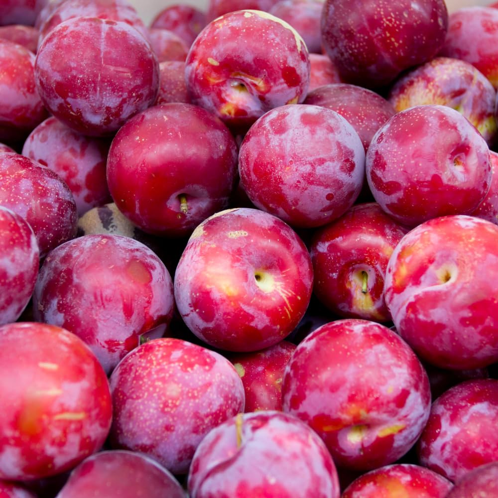 Plum Tree 1-2 Ft Tall, High Yielding Sweet Plum Plant Live, Perennial Fruit Tree for Outdoor Planting, Red Purple Plum Fruits