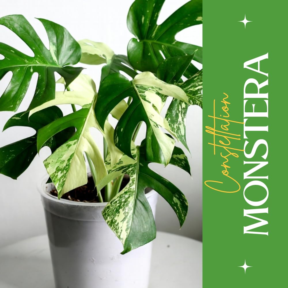 Constellation Monstera Plant Live, Rare Variegated Monstera Live Plant from 4 to 6 Inches Tall, Green and Cream Leaves, Tropical Houseplant, No Pot