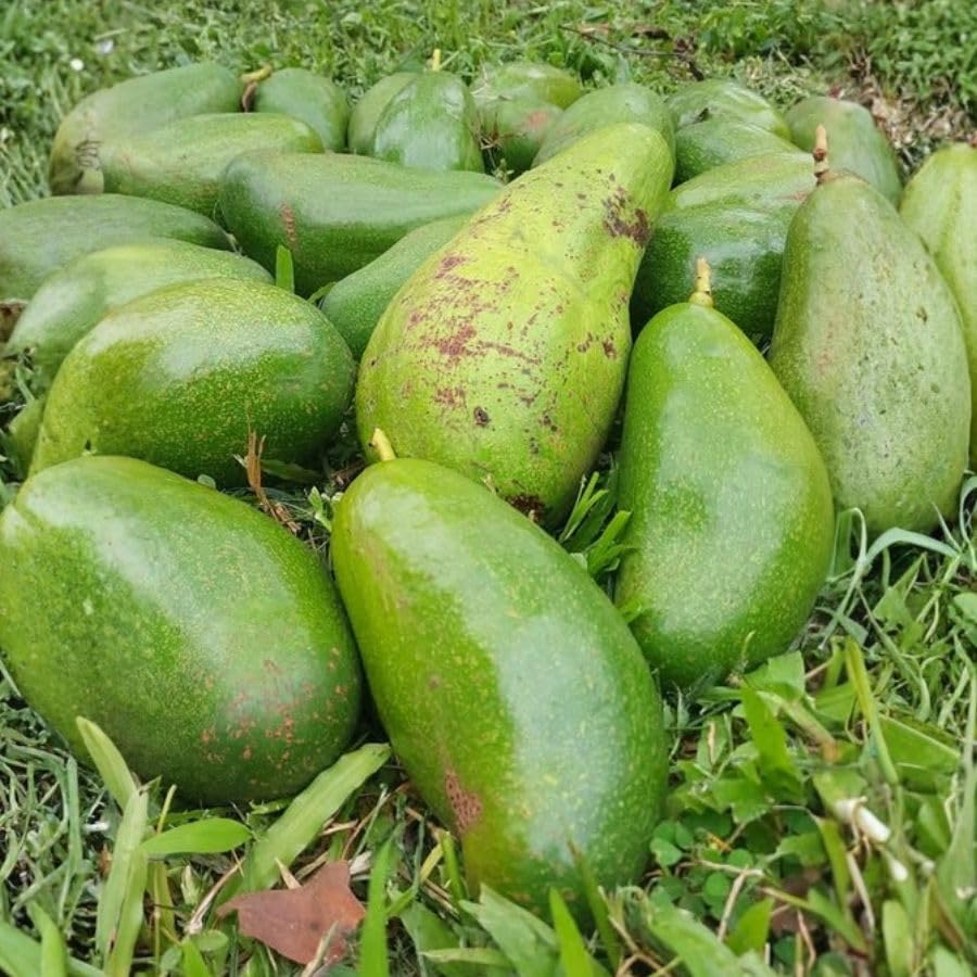 Grafted Avocado Fruit Plant 1.5-2.5 Feet Tall, Live Avocado Plant, Fruit Tree for Planting in Your Garden