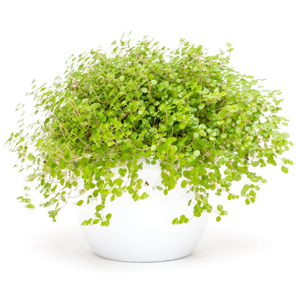 Live Dwarf Baby Tears Freshwater Aquarium Plant, 1 Portion Plant