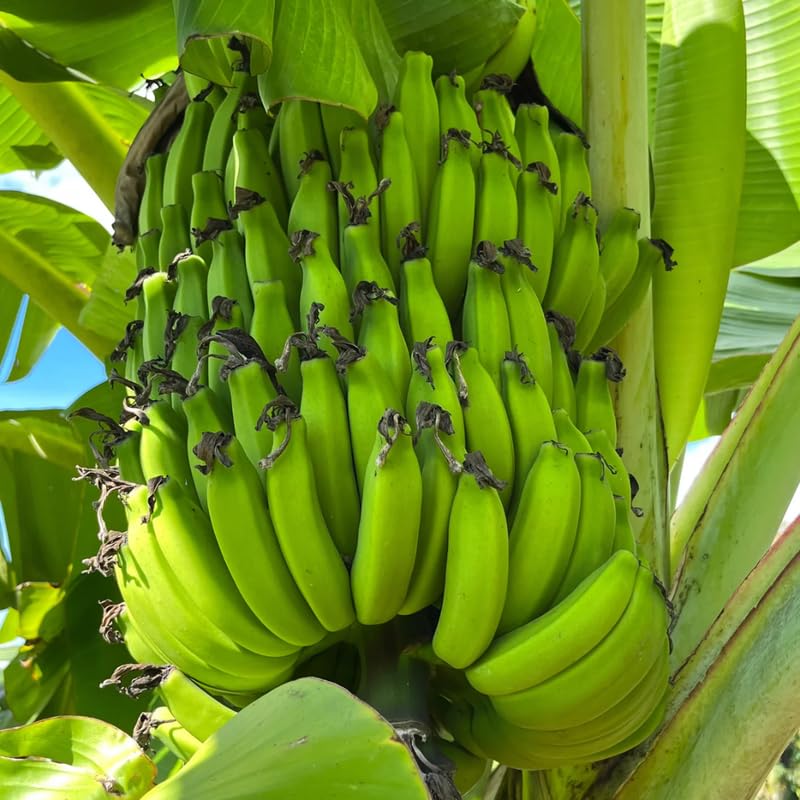 Dwarf Cavendish Banana Tree High Yield, Banana Live Plant Tropical Fruit, Easy to Plant Outdoor Banana Plants, 5-7 Inc Tall, Well-Rooted, No Pot, Winter Hardy