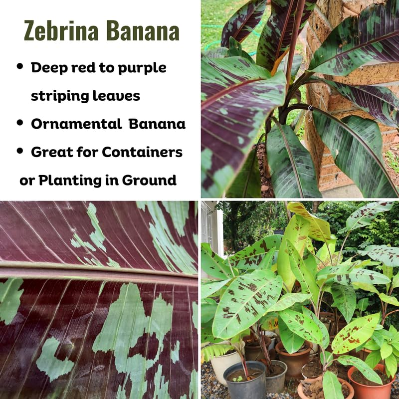 Zebrina Banana Plant, Banana Trees Live Plants, 4-6" Tropical Fruit Tree for Home Garden, Patio and Container Growing