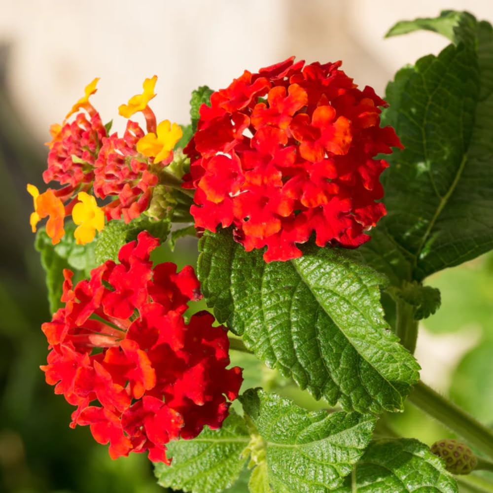 2 Lantana Plants Live, Lantanas Live Plants for Planting Indoor Outdoors, Perennial Flowers, 4-9 Inch Tall Well-Rooted (Red Lantana)