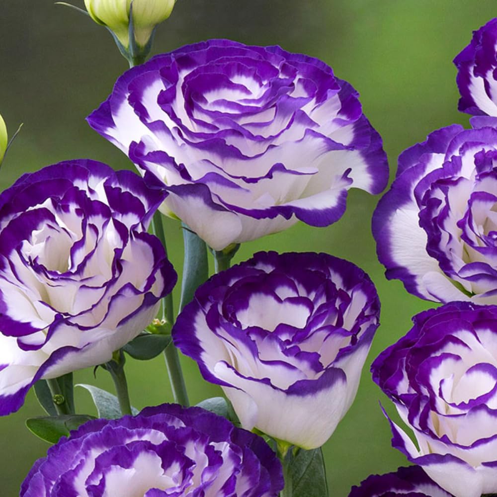 Sets 2 Blue Picotee Lisianthus Eustoma Live Plants, Plug Size, Well-Rooted, Texas Bluebell, Thornless Love Rose Plant, Spring to Fall Bloom, 2-4" in Tall Starter