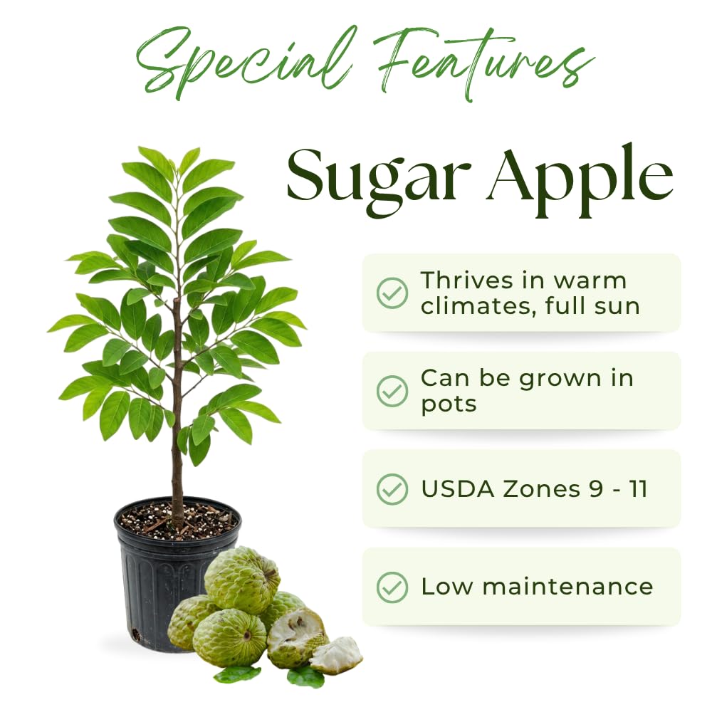 Sugar Apple Tree Live Plant, Sugar Apple Plant, 2-3 Feet Tall, Fragrant Tropical Fruit for Patio and Outdoor Garden, No Ship to CA