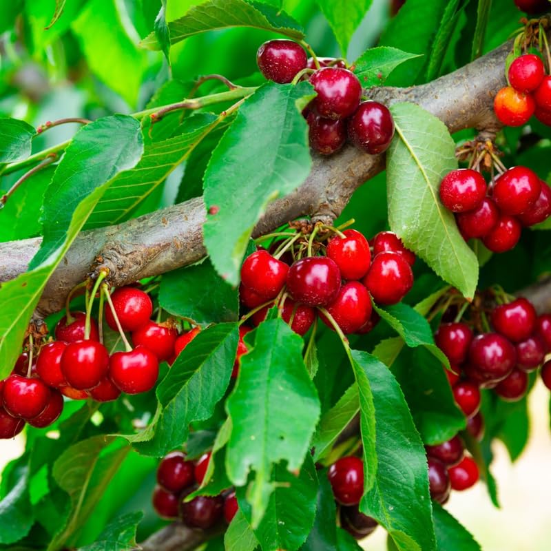 Red Cherry Tree Live Plant, 2-3 Feet Tall, Bare Root, Cold Hardy Sweet Red Cherry Fruit Tree Live Plants for Planting Outdoor Home Garden