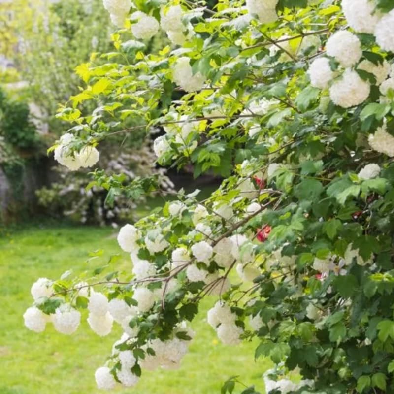 Old Fashion Snowball Viburnum Tree Live Plant Shrub in Pot, Fragrant Flower, Dormant in Winter, 6-12" in Tall, Bare Root to CA, Bush Shrub Spring Blooms