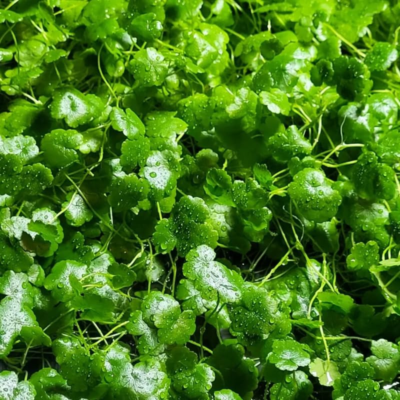 Japanese Dwarf Pennywort Aquarium Plants Live, 1 Bundle Aquatic Plants, No Root, 5 to 7 Stems, Live Aquarium Plants, Freshwater Aquarium for Planting
