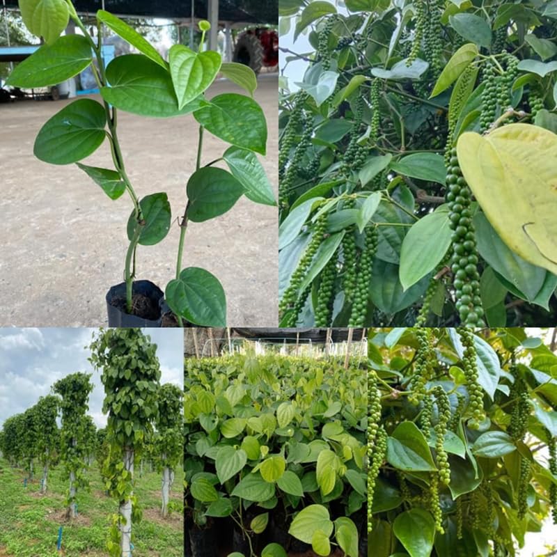 Piper Nigrum Tree Live Plant, Black Pepper Plant Live from 4 to 6 Inches Tall, Well Rooted, Pepper Herb Plant