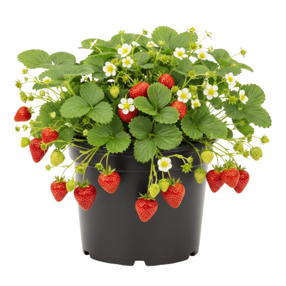 Set 2 Bright Red Strawberry Plant Live, Strawberry Plants Well Rooted from 4 to 6 Inches Tall, Everbearing Variety for Indoor Outdoor Garden