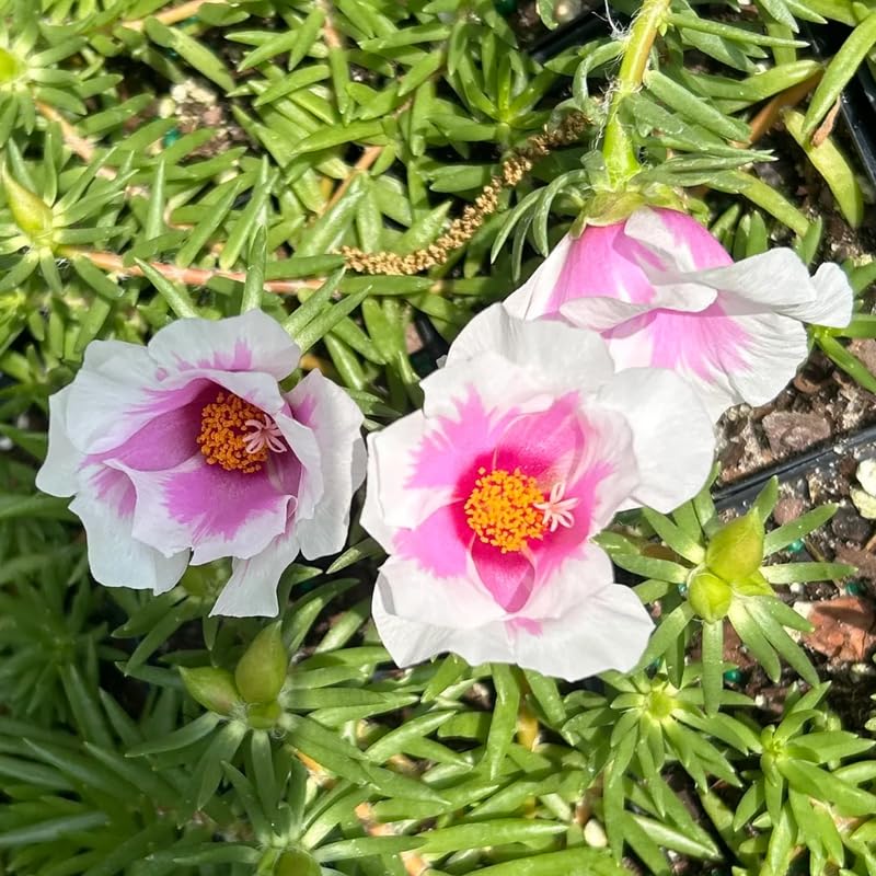 4 Pink White Moss Rose Plants Live, Portulaca Ground Cover Flowers, 4-6 Inch Tall Plants for Garden or Containers