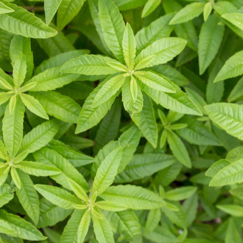 2 Lemon Verbena Plants Live Plugs 3-5" Tall, Fragrant Lemon Herb Plants for Garden Growing