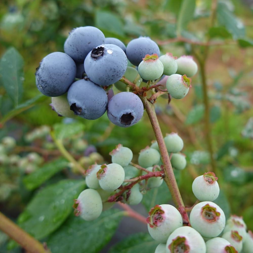 Prince Blueberry Tree Plant, 2 Gallon Pot, 1-2 Ft Tall - Rabbiteye Blueberry Bush, Sweet Berry Fruit Plant for Outdoor Growing, No Ship to CA