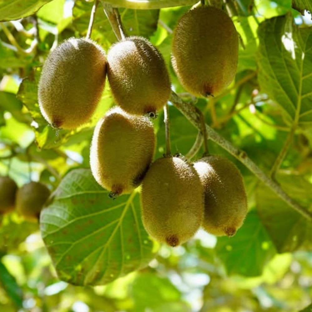 Female Hardy Kiwi Vine Live Plant, Trellis Fruit Vine Plant, 5-8 Inch Tall
