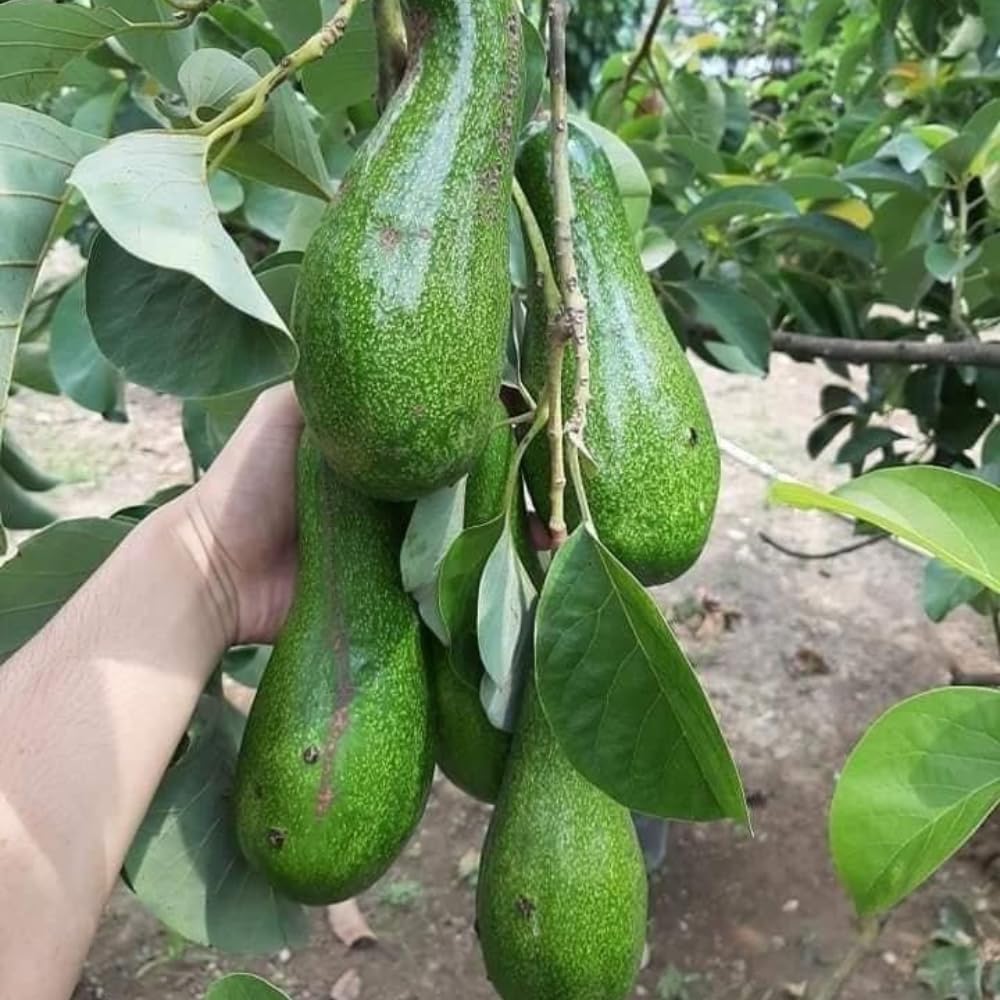 Avocado Tree Live Plant, Long Avocado Plants Live in 3 Gallon Pot, Creamy Avocado Trees Live Plants Bearing Fruit Tree for Edible Gardening