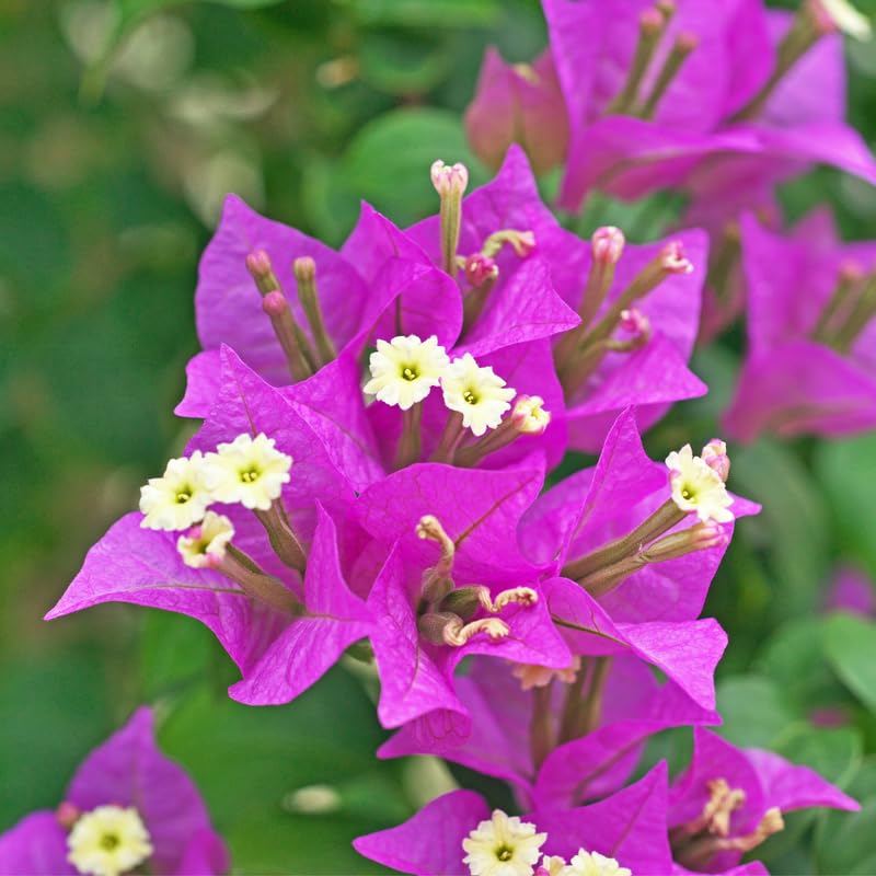 Set 2 Purple Bougainvillea Plants, 5-8" Tropical Bougainvillea Plant Starter, Colorful Perennial Blooms, Live Well Rooted Plant