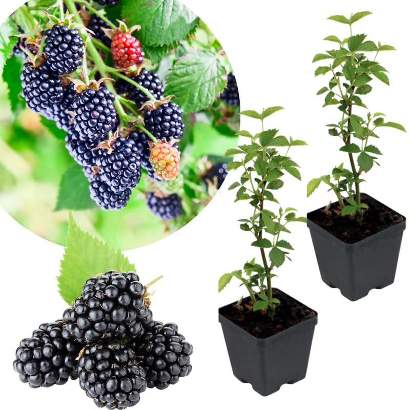 2 Chester BlackBerry Plants Live for Planting, High Yielding, Sweet Juicy Berries for Your Garden, 4-6" in Tall, Cold Hardy, Dormant in Winter, No Pot