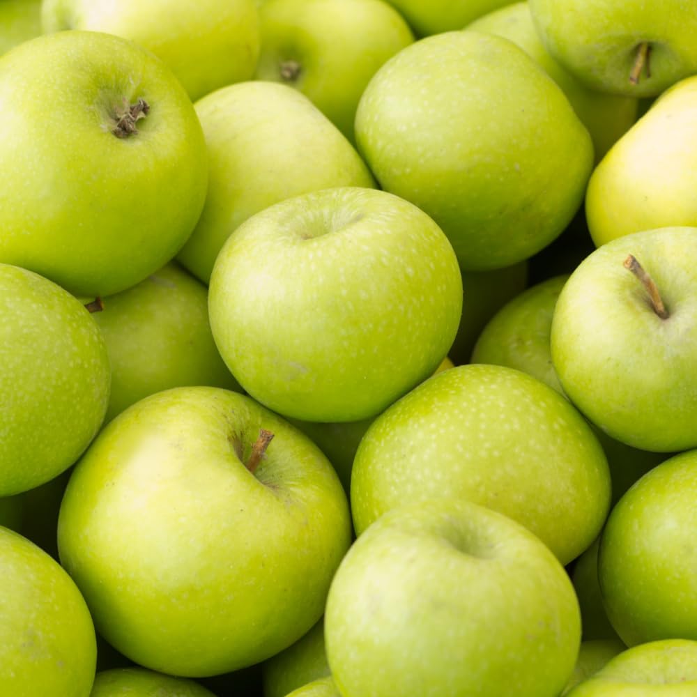 Live Green Yellow Apple Fruit Tree Plant, Well Rooted from 6-10 Inches Tall