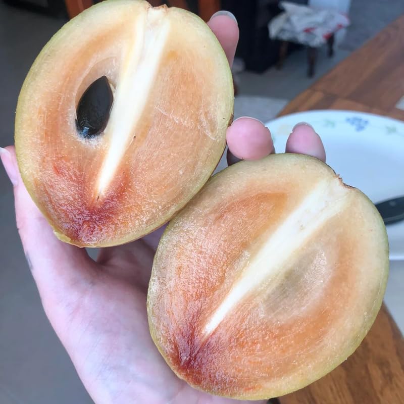 Sapodilla Tree Live Plant in 3 Gallon Pot, Sapodilla Fruit Tree, Sapote Plant from 2-3 Feet Tall, Tropical Live Fruit, No Ship to CA