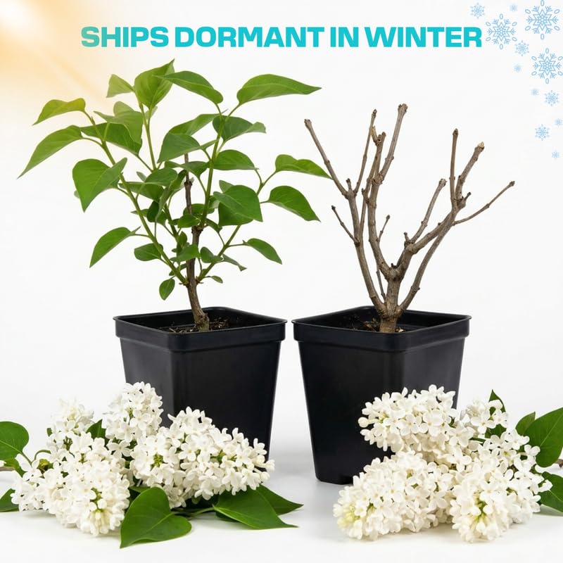 White Lilac Live Plant, Fragrant Flowering Shrub, 8-12" Tall