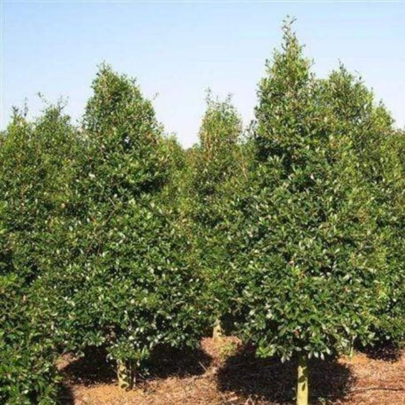 Narrow Holly Tree Live Plant in Quart Pot, Elegant Plant for Landscapes,Yard, Outdoor Planting, Dormant in Winter, Fast Growing Shrub Hardy
