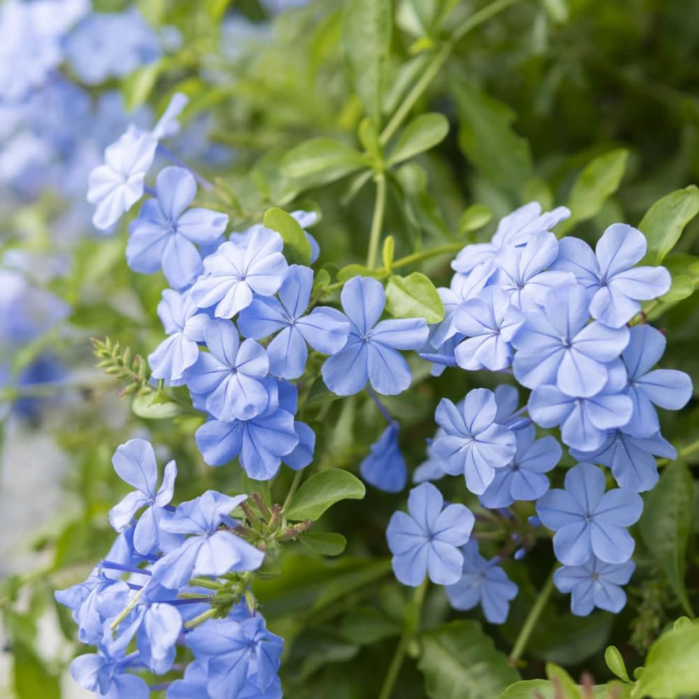 Pack 4 Mix Plumbago Plants Live, 4-7 Inches Tall, Tropical Flowering Shrub for Garden or Containers