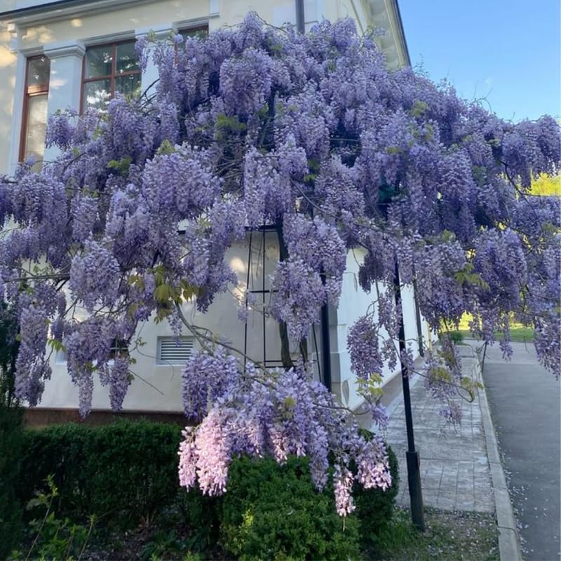 Blue Wisteria Live Plant, Wisteria Tree, 6 to 12 Inch Plant in Pot, Fully Rooted, Hardy Perennial Flower Plants, Dormant in Winter