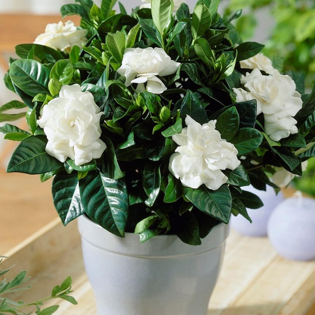 Gardenia Jasmine Plants Live, Set 3 of Frostproof Cape Jasmine Live Plants, 5 Inches to 7 Inches Long, Plant for Indoors Or Outdoor Gardening