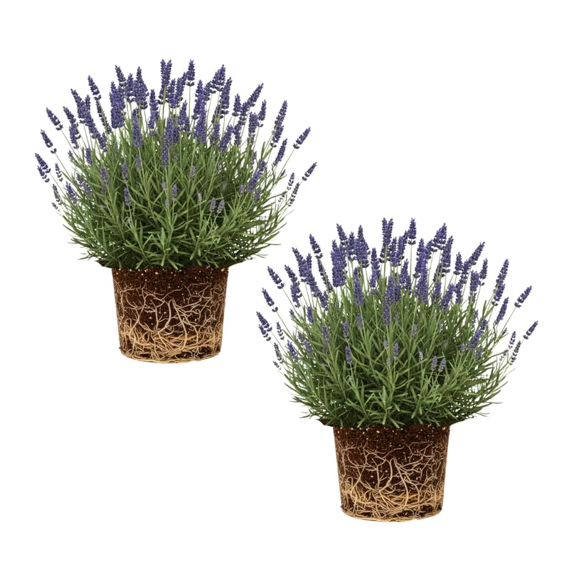 Set 2 Lavender Plants Live, Fragrant Lavender Herb Plant for Border and Container Growing, Perennial Lavenders Plugs 3-5'' Tall