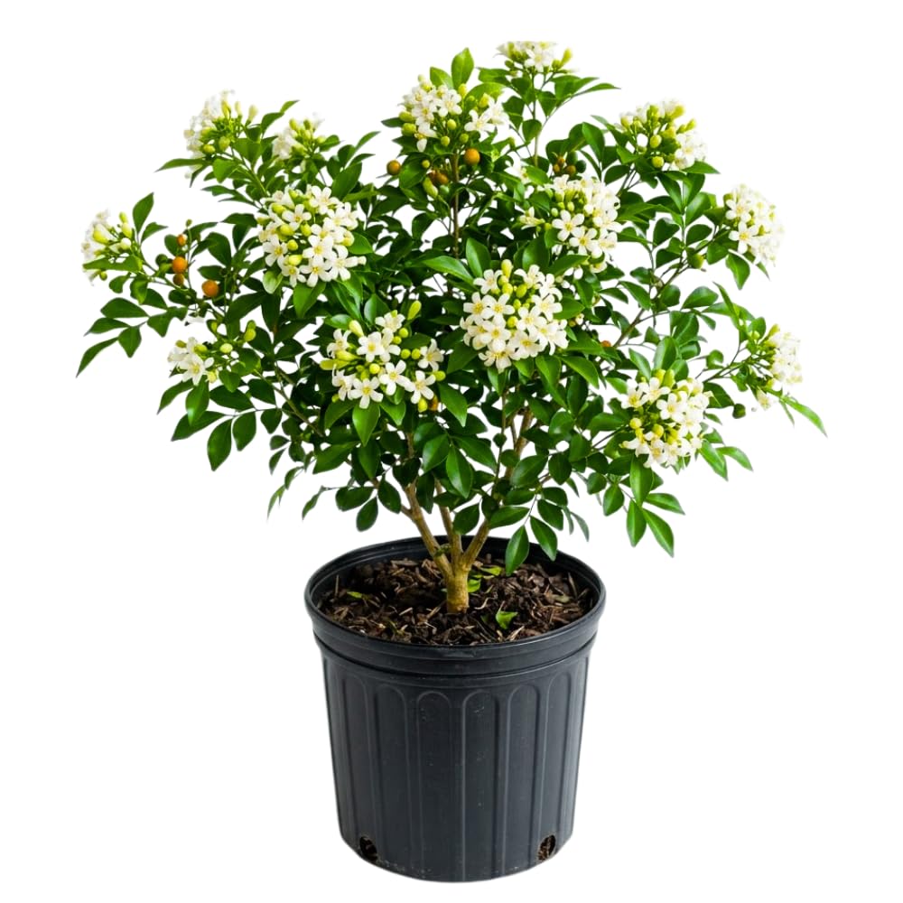 Orange Jasmine Plant Live, Jasmine Plant Indoor Live, Well Rooted in 3 Gallon Pot, 2-3 Feet Tall, Fragrant Flowers for Indoor Outdoor Planting, No Ship to CA