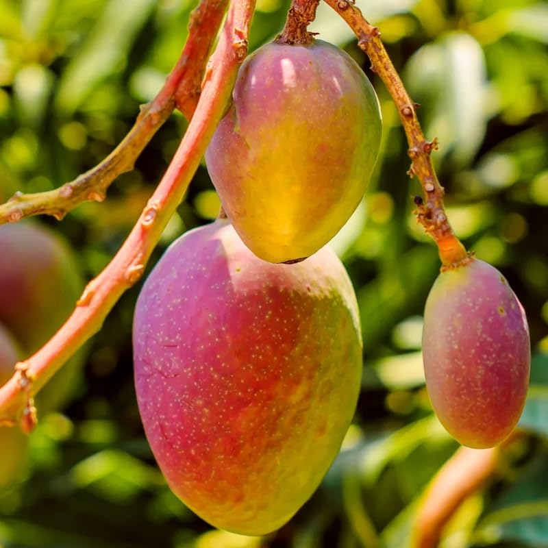 Kent Mango Tree Live Plant for Planting, Grafted Mango Plant in 3 Gallon Pot, Fast Growing Tropical Fruit Tree Seedlings