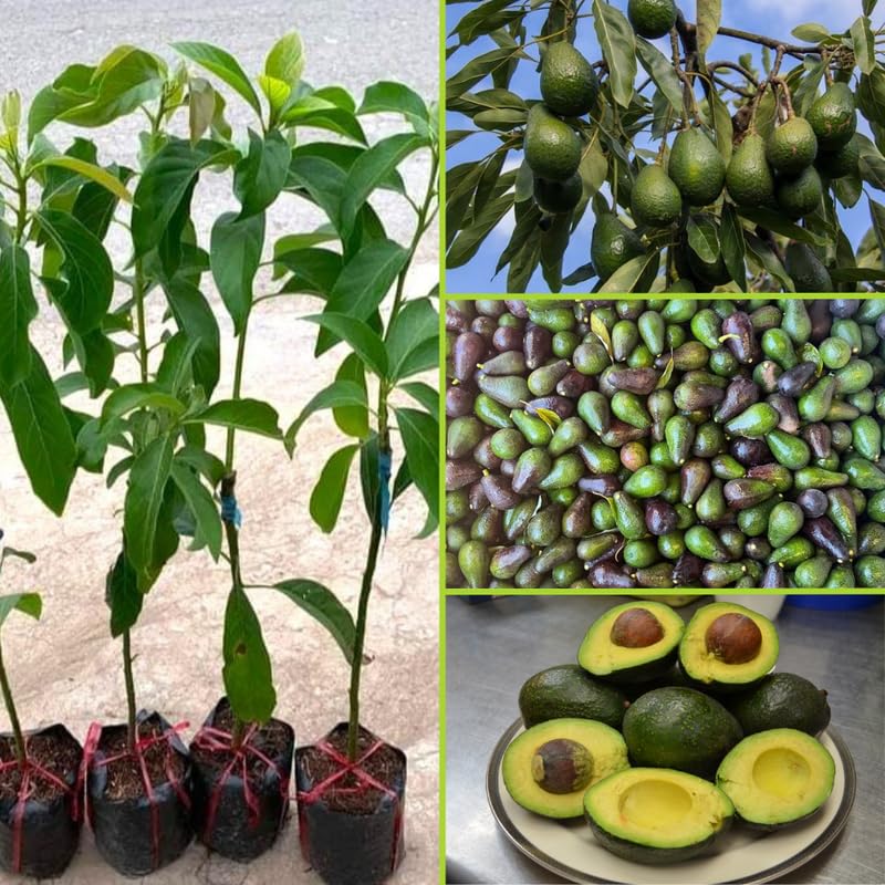 Black Avocado Plant Live in 3 Gallon Pot, Hardy Avocado Grafted Tree, Fruit-Bearing Tropical Tree for Planting Outdoor