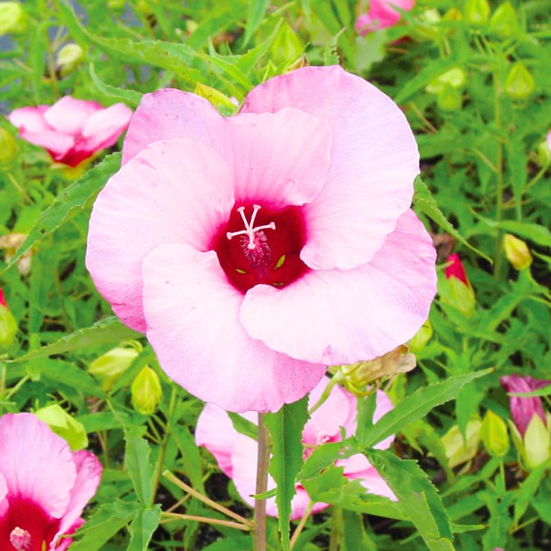 Set 4 Hibiscus Plants Live, Tropical Flowering Shrub, 4-8" Tall, Cold Hardy Bush (Light Pink Hibiscus)