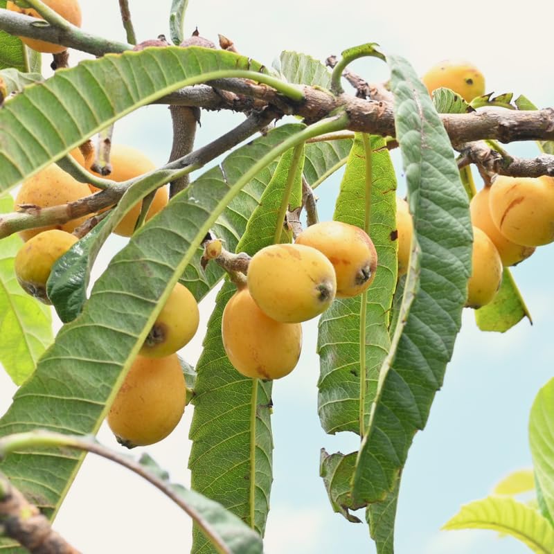 Loquat Tree Live Plant in 3 Gallon Pot, Loquat Fruit Tree for Outdoor Garden, Tropical Fruit Tree for Backyard Orchard, Patio Containers or Landscape Growing, No Ship to CA