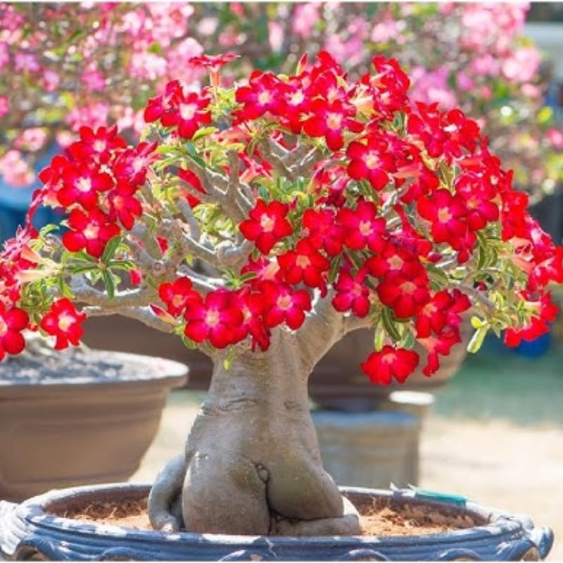 Red Desert Rose Plant Live, Adenium Obesum Desert Rose Succulent Live Plant, 4-8 Inches Tall, Flowering Cactus