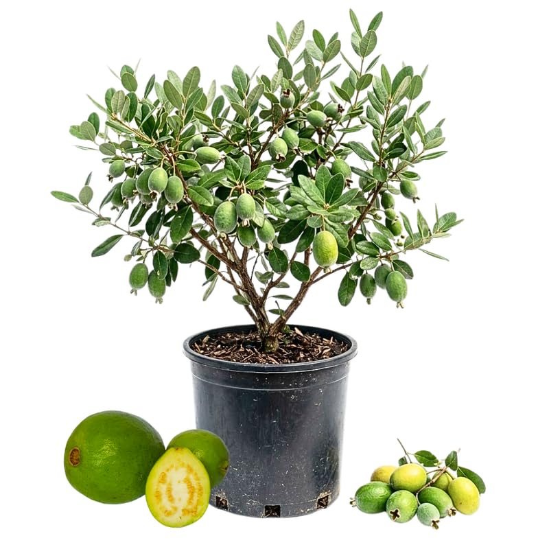 Pineapple Guava Tree Live Plant, Guava Fruit Tree, Tropical Plant, 20-24" Tall in 1 Gallon Pot for Planting, No Ship to CA