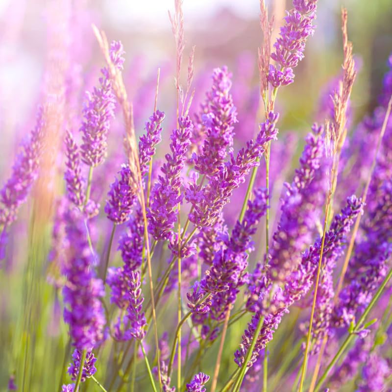 2 Lavender Plants, Live Lavender Flower Plant 2 to 4 Inch, Fragrant Shrub Indoor Outdoor Planting (Light Fragrant Lavender)