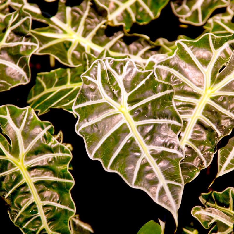 Alocasia Plant Live, Easy-Care Indoor Plant, Rare Alocasia Houseplant 4-8'' Tall for Planting, No Pot (Glossy Alocasia)