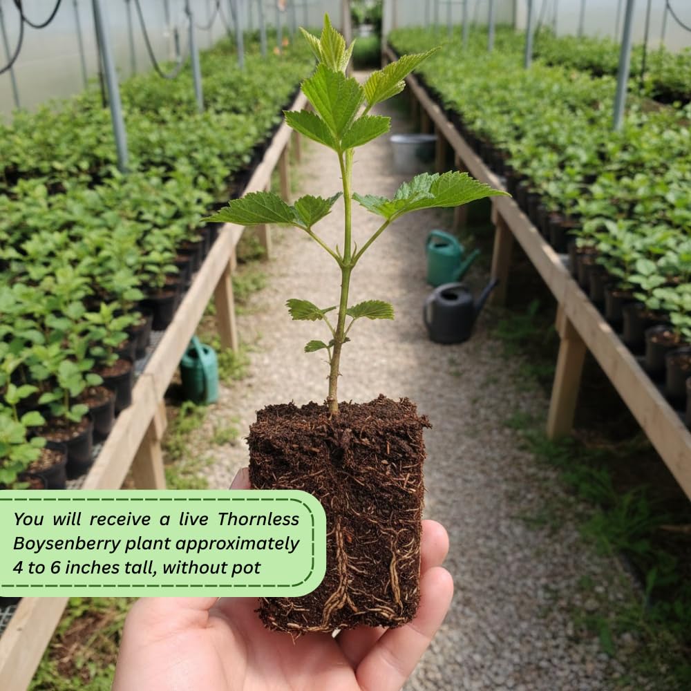 Set 2 Thornless Boysenberry Plants, Boysenberry Plants for Planting, Sweet Berries, 4 to 6 Inches Tall, Indoor Outdoor Growing