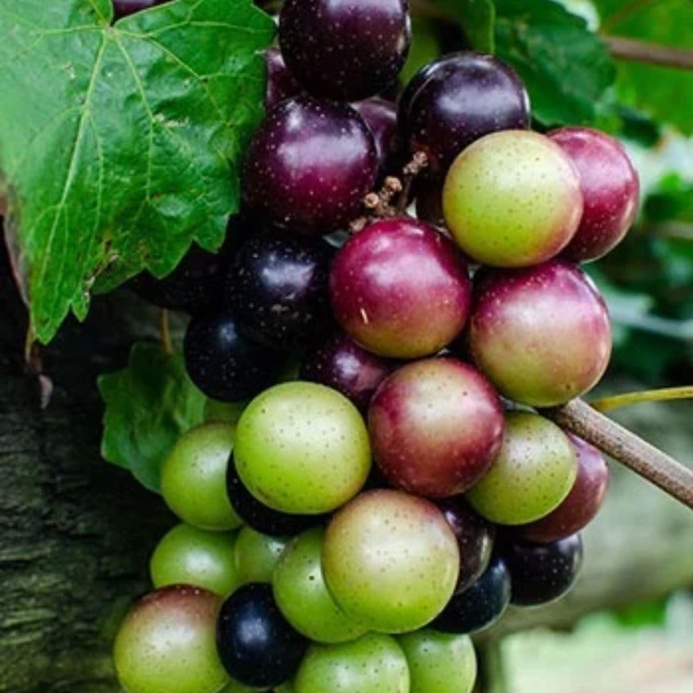 Muscadine Grape Vines Live Plant, 1 Gallon, 20-24" Height, Grape Plant for Outdoor Growing, No Ship to CA