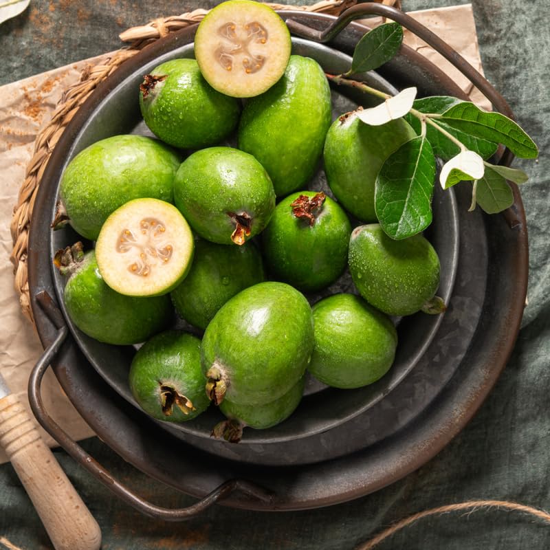 Pineapple Guava Tree Live Plant, Guava Fruit Tree, Tropical Plant, 20-24" Tall in 1 Gallon Pot for Planting, No Ship to CA